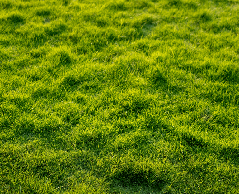Order Sod Online Search and choose 5 varieties of sod with local