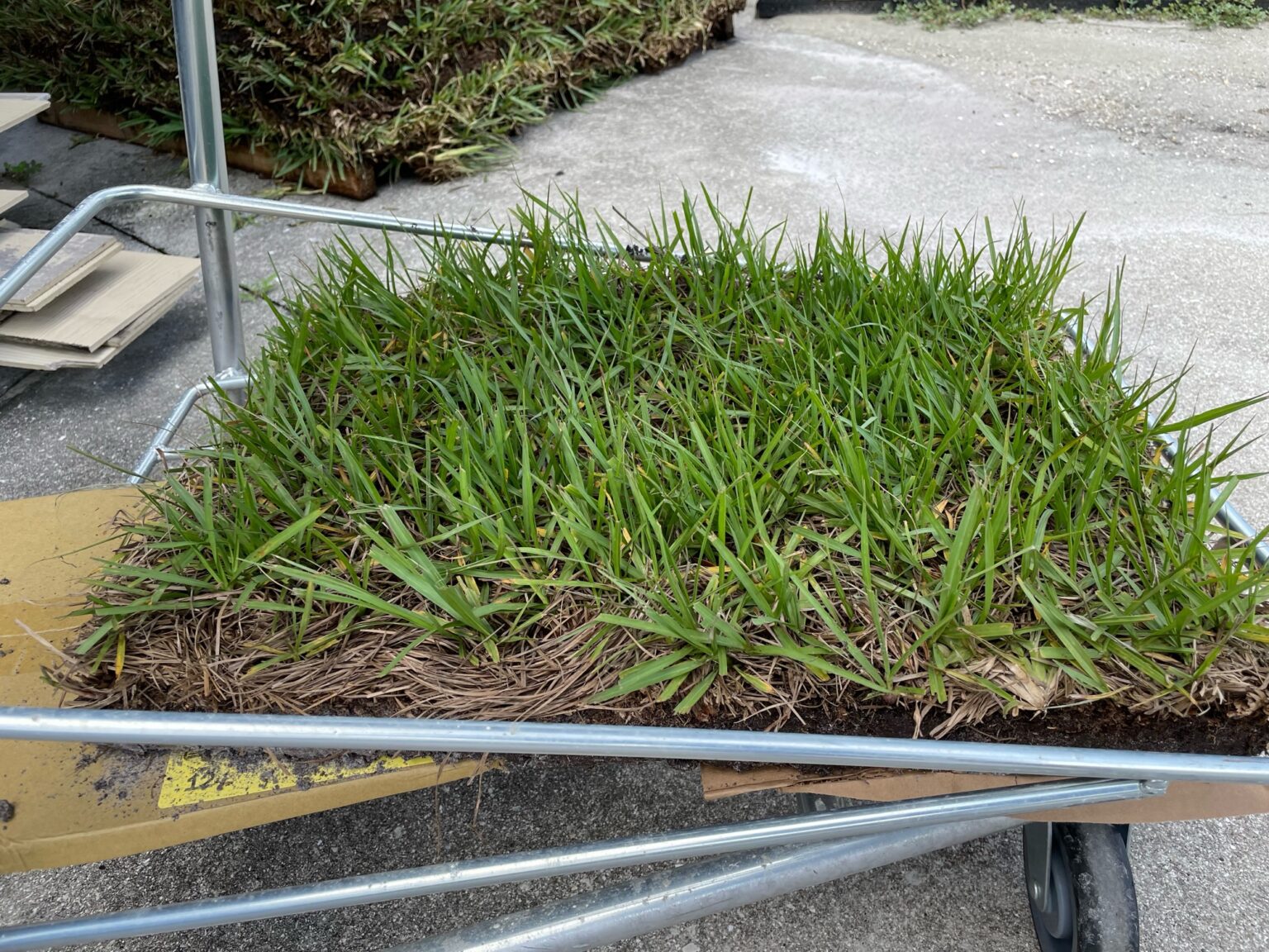 Everything you need to know about Bahia grass in Florida Smart Sod
