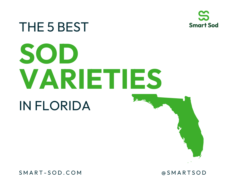 the 5 best Florida sod varieties