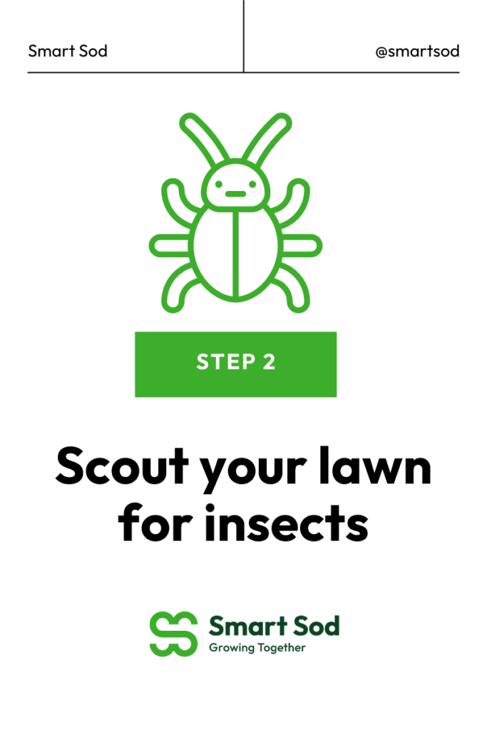 scout your lawn for instects with image of bug