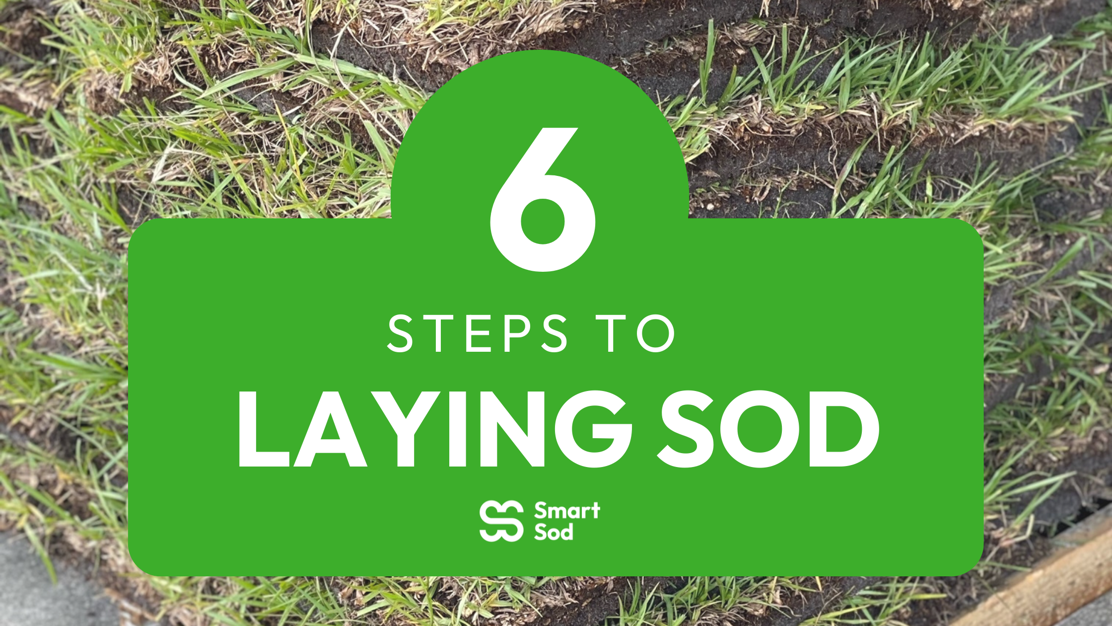 6 steps to laying sod