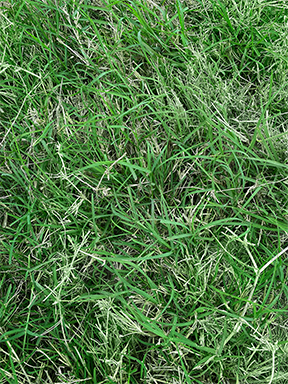 buy bermuda grass in florida