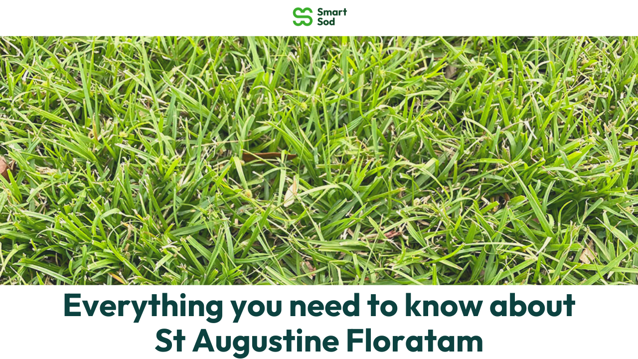 everything you need to know about st augustine floratam in florida