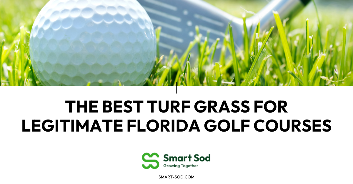 The best turf grass for legitimate Florida golf courses - Smart Sod