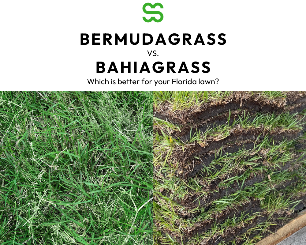 bermudagrass vs bahia comparison