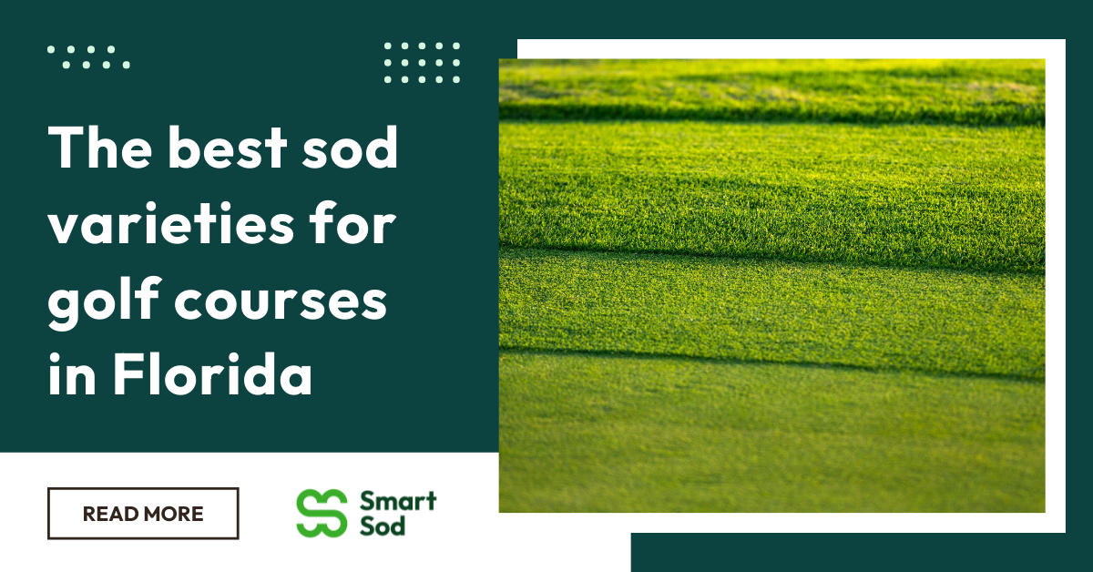 image of grass with text reading the best sod varieties for golf courses in florida