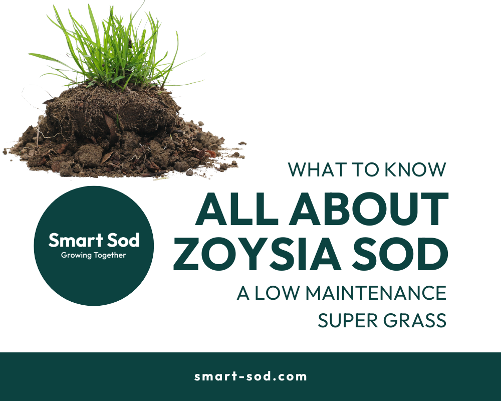 what to know about zoysia sod