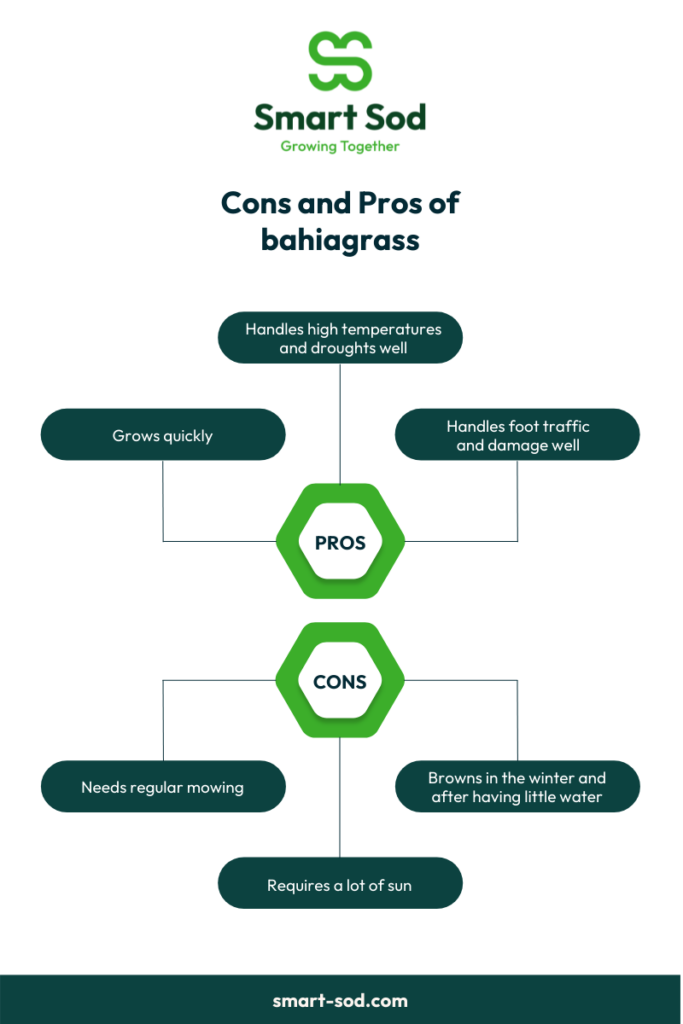 Pros and Cons of bahiagrass in Florida