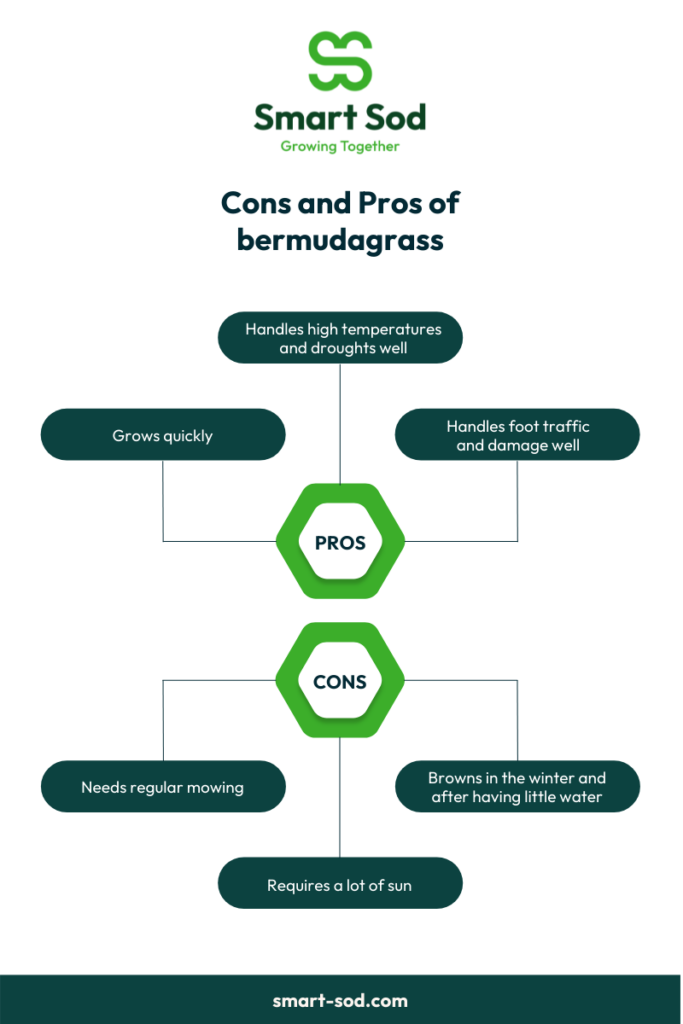 Pros and cons of bermudagrass