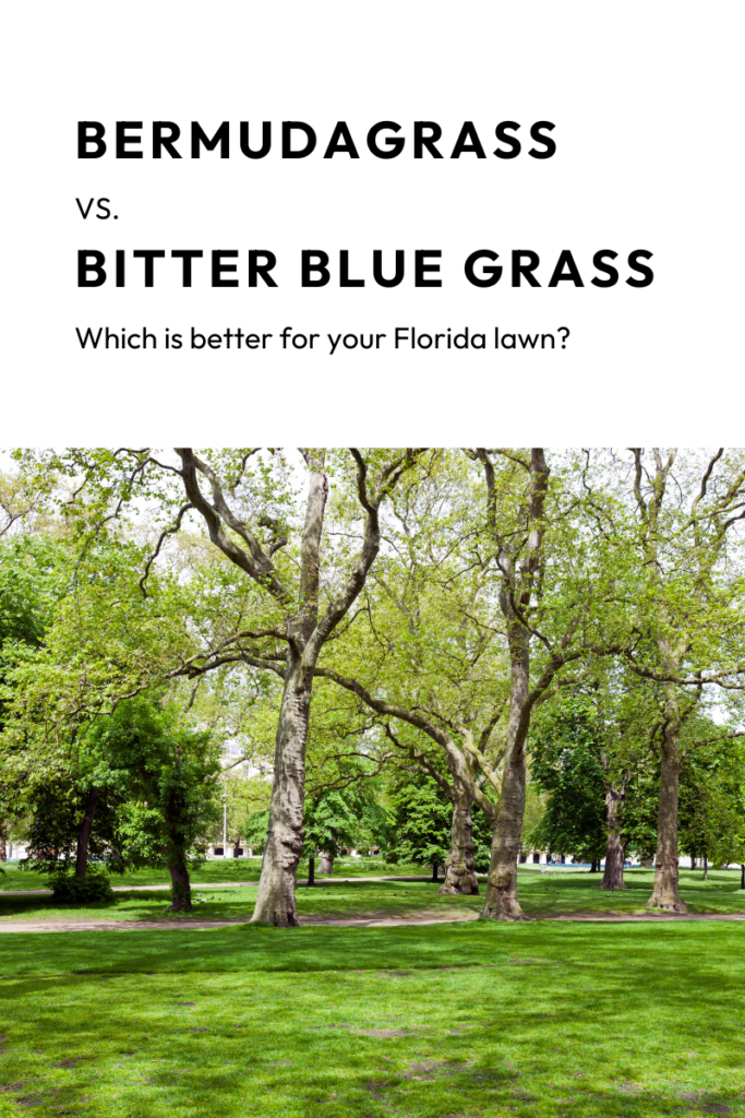 bermudagrass-vs-bitterblue