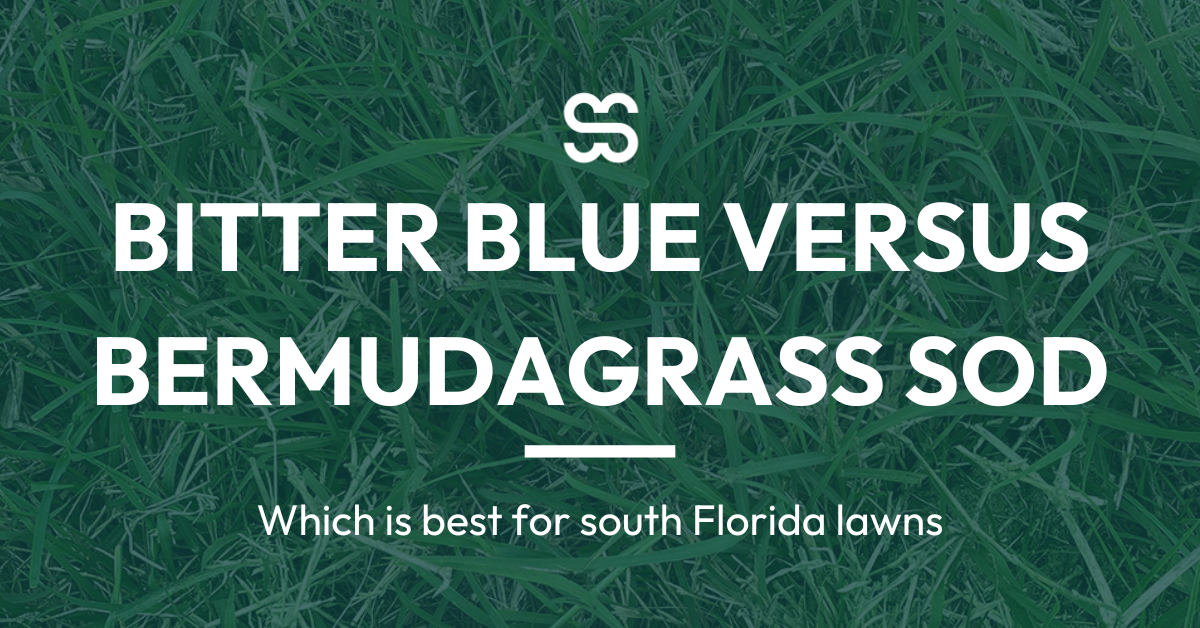 florida-bermudagrass-bitterblue