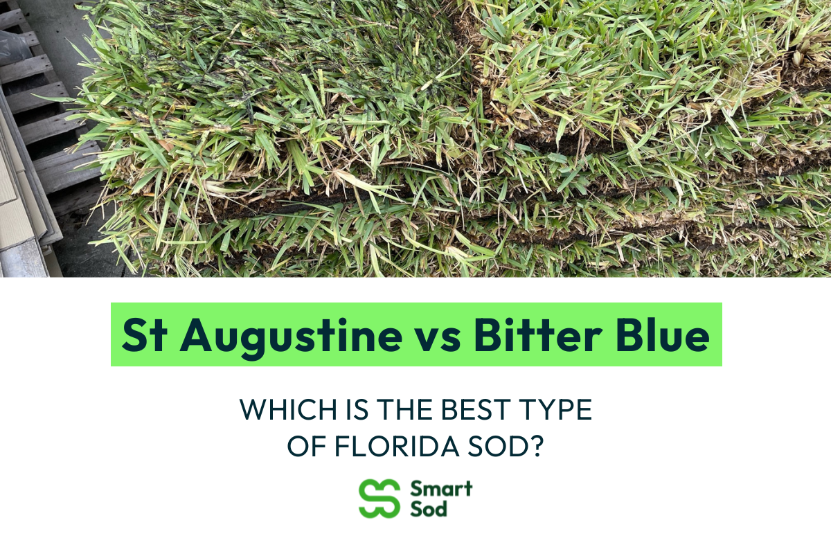 St Augustine vs Bitter Blue which is the best type of Florida sod - Smart  Sod