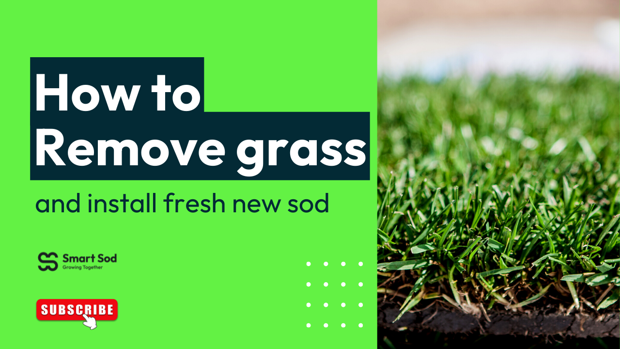 install-fresh-new-sod