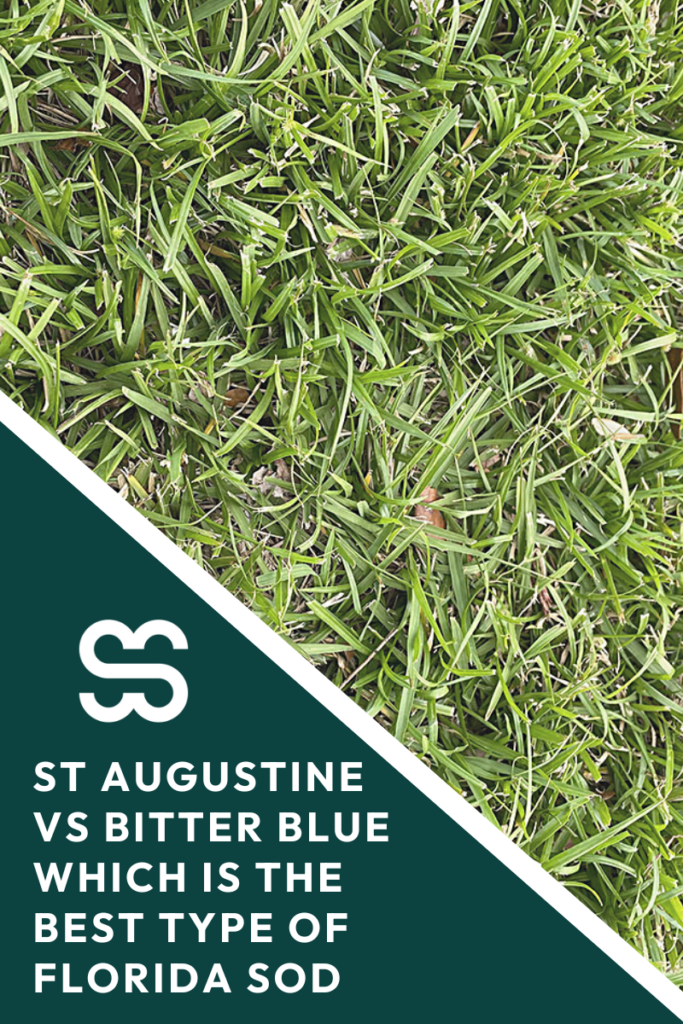 staugustine-vs-bitterblue-florida