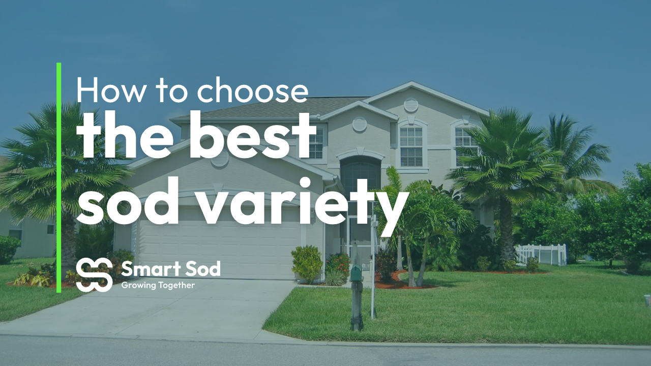 best-sod-florida