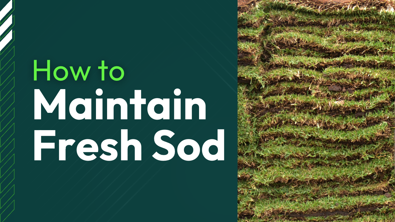 maintain fresh sod