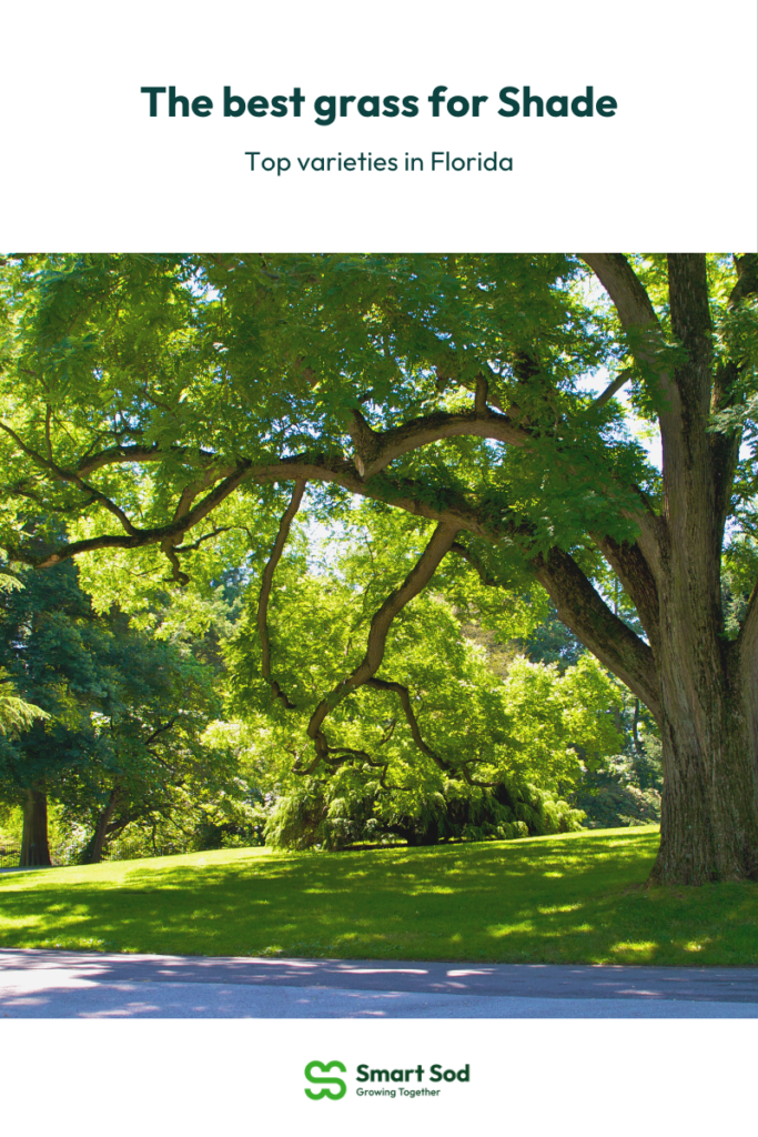 shade-tolerant-grass-florida