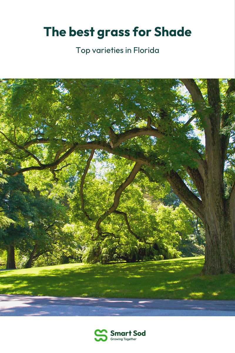 The Best Shade Tolerant Grass in Florida Smart Sod