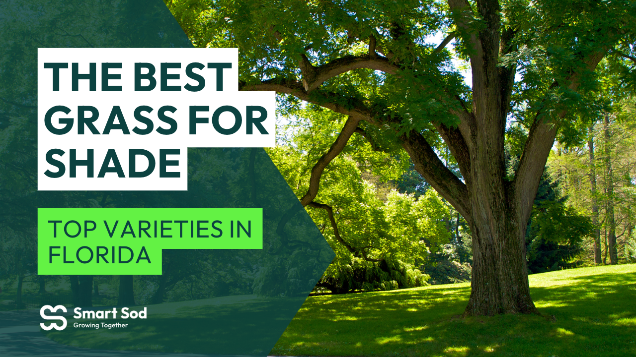 Best grass deals for shaded areas