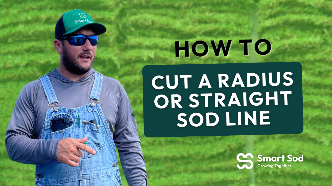 straight-sod-line