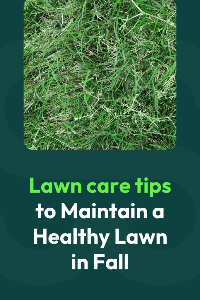 fall-lawn-care-tips