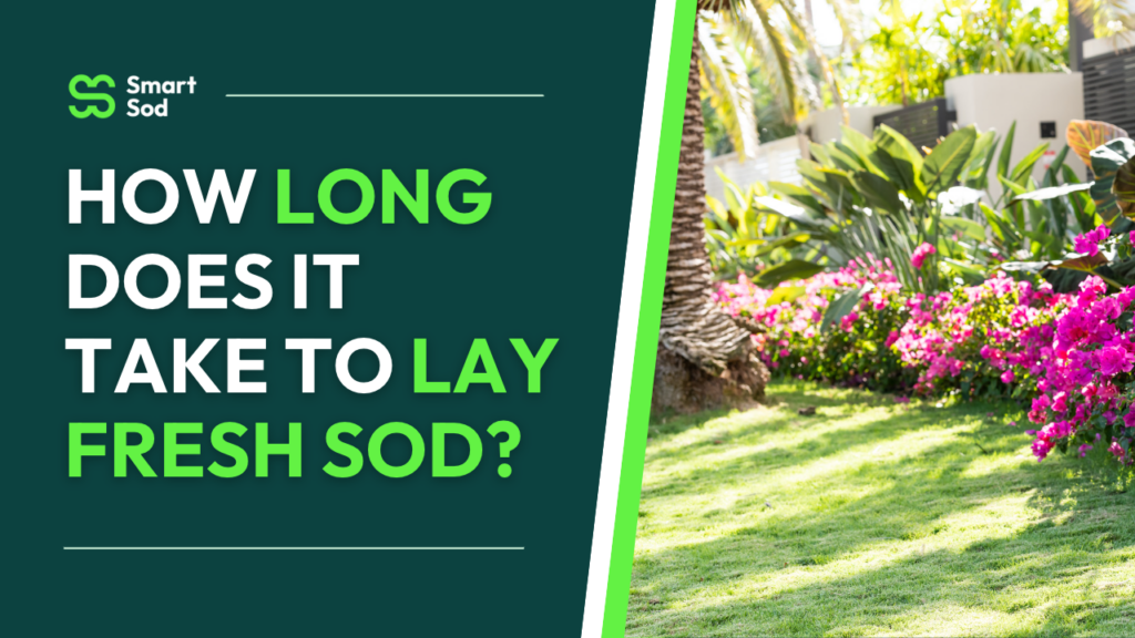 How long does it take to lay fresh sod
