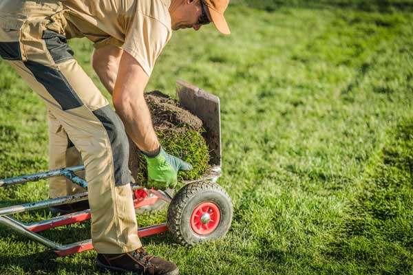 the-best-place-to-buy-bahia-sod-buy-bahia-sod