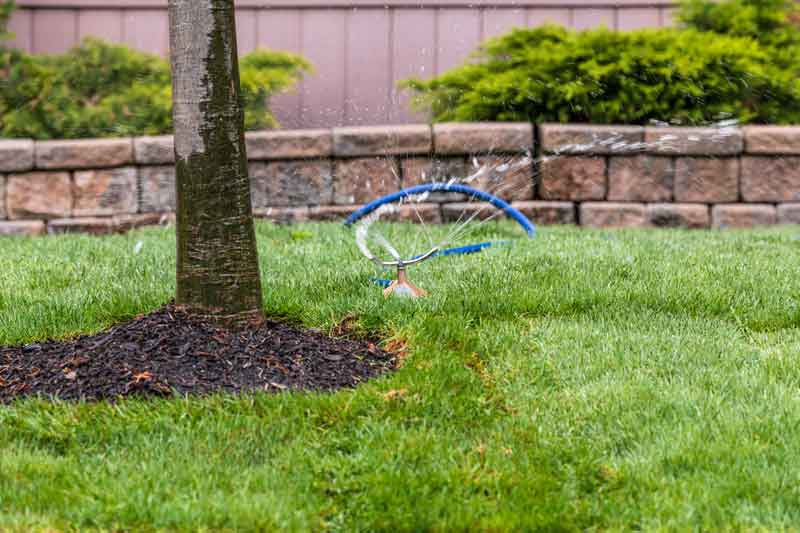 watering a newly installed Bahia sod lawn with a sprinkler. Buy Bahia sod for a beautiful, drought-tolerant lawn