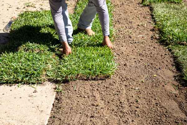 Homeowner installing Bermuda grass sod from Smart Sod in Tarpon Springs, Florida
